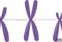 Chromosome 19 Reveals How X Chromosomes Stay Active