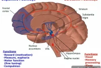 Alcoholism Alters Brain Reward Circuits in Women vs Men