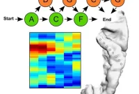 How the Brain Predicts Speech and Anticipates Words