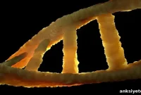 Molecular Genetic Evidence Supports PTSD Heritability