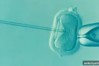 Fertility Treatments Linked to Childhood Cancer Risk