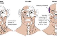 Bonobos Offer a Closer Model of the Human Last Common Ancestor