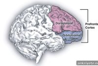 Why the Brain Values Stolen Money Less