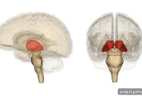 Study Reveals Unexpected Role of Brain Region