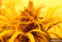 Study Finds Cannabis Reverses Brain Aging