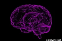 Progranulin Deficiency Linked to Frontotemporal Dementia