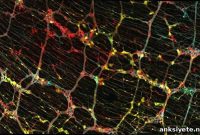 Second Brain Architecture Explained: How It Works