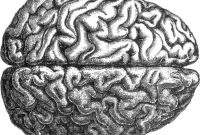Supercomputer Study Decodes Brain to Advance Safer Anesthesia