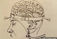 Milwaukee Neuroscience Conference Reveals New Brain Insights