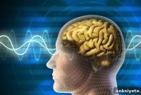 How Hand Amputation and Reattachment Rewire the Brain