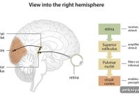 Learning to Read in Your 30s Rewires Your Brain
