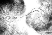 Two Steps of LTP Reshape Dendritic Spine Actin Skeletons