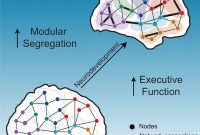 New Study Reveals Shifts in Brain Network Organization