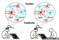 How Context Shapes Social Neurons in the Cortex