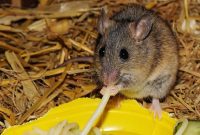 Prenatal Stress Increases Binge Eating Risk in Female Mice