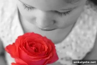 New Study Reveals How the Brain Processes Smells
