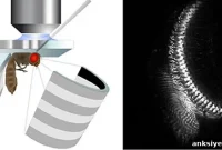 Fly Brain: Inside the High-Speed Neural Computer of Flies