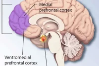 Brain Imaging Reveals Neural Basis of Empathy