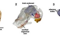 Fossil Reveals Origin of the Neocortex