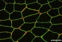 Engineered Proteins Could Transform Muscular Dystrophy Treatment