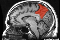 Study: Stress Alters Brain Responses to Food Cues in Bulimia
