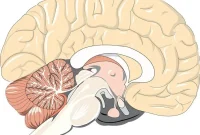 Breakthrough Links ALS and Dementia, Opens Treatment Paths