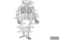 Brain Mapping Reveals Area That Maps Limbs in Space