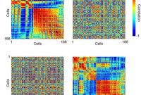 How Brain Activity Patterns Control Specific Body Movements