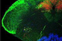 How Baby Mice Signal to Secure Maternal Protection