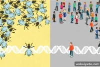 Study Links Unresponsive Honey Bees to Human Autism
