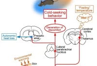 How Sensory Pathways Detect and Respond to External Temperature