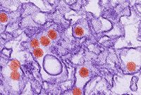 Tracking Zika Virus Transmission in Mice