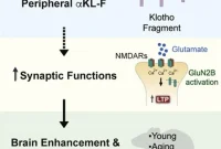 New Study: Hormone May Improve Memory and Cognition
