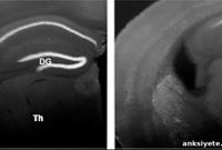 Two Genes Unlock New Neuron Growth in Aging Brains