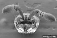 First Mutant Ants Reveal Evolution of Social Behavior