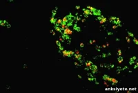 Granulins: Essential Brain Proteins, Not Waste
