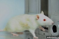 Stimulating a Brain Region Sparks Intense Cocaine Cravings