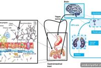 How the Gut Microbiome Influences Mental Health