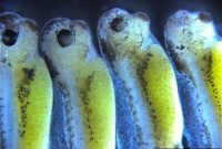 How Scents Shape Social Attraction