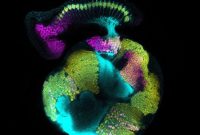 Scientists Discover New Source for Brain Development