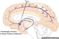 Intermittent Brain Stimulation Boosts Memory Recall