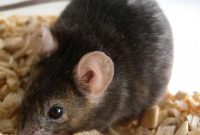 Automated Detection of Mouse Ultrasonic Vocalizations
