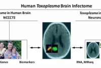 Toxoplasma gondii and Risk of Common Neurological Disorders