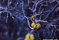 New Study Tests Vaccine and Oral Drug to Prevent Alzheimer’s