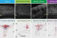 How Gene Activity Shapes Neuron Types and Brain Signaling