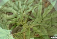 How THC Disrupts Memory Circuits