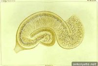 How the Brain Stores Memories: New Study Reveals Filing System