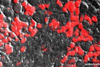 Itch Gatekeeper Protein Does Not Affect Pain Signaling