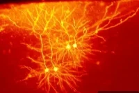 How Fast Brain Cells Communicate in Milliseconds