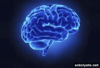 How Brain Wiring Shapes Task Performance